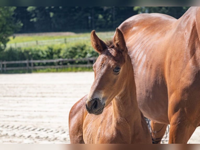BWP (cheval de sang belge) Étalon  Bai in GROTE-BROGEL
