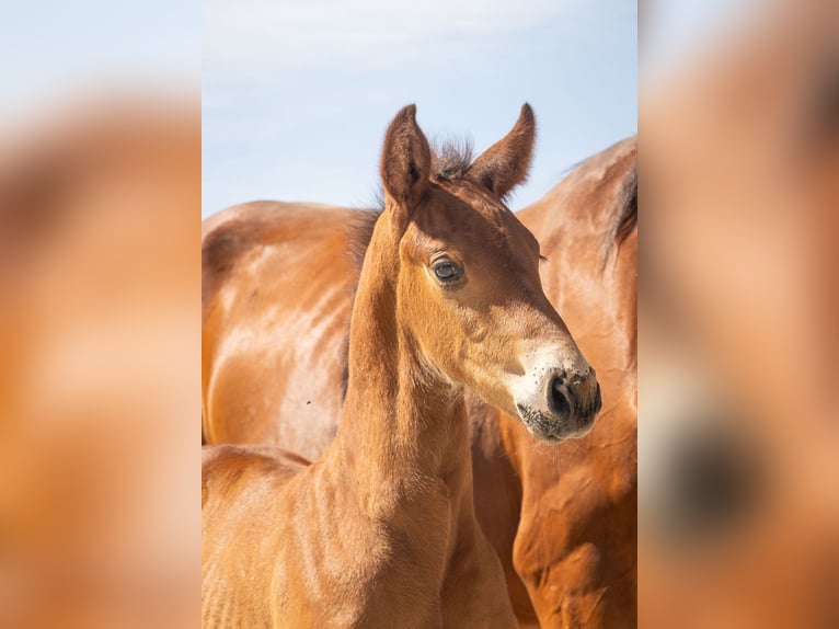 BWP (cheval de sang belge) Étalon  Bai in GROTE-BROGEL