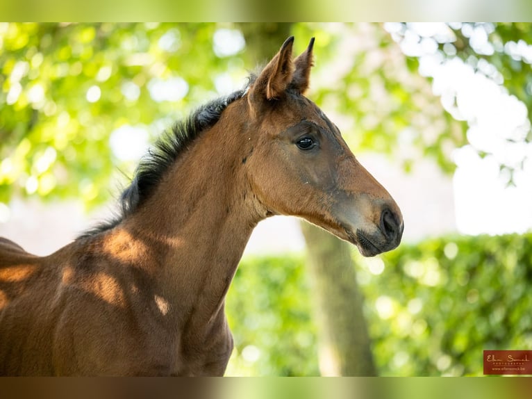 BWP (cheval de sang belge) Étalon Poulain (03/2026) Bai in izegem