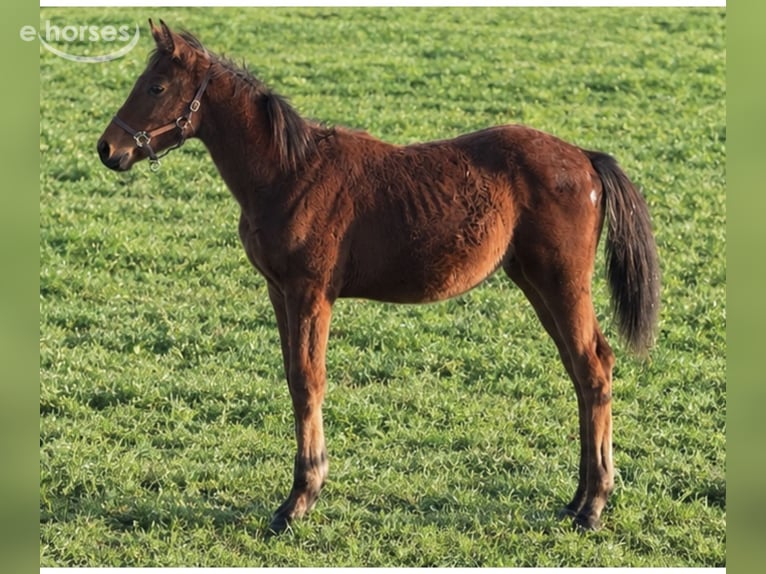 BWP (cheval de sang belge) Étalon Poulain (04/2026) Bai in Aalter