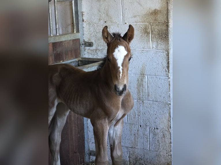 BWP (cheval de sang belge) Étalon Poulain (03/2026) Bai in Grez-Doiceau