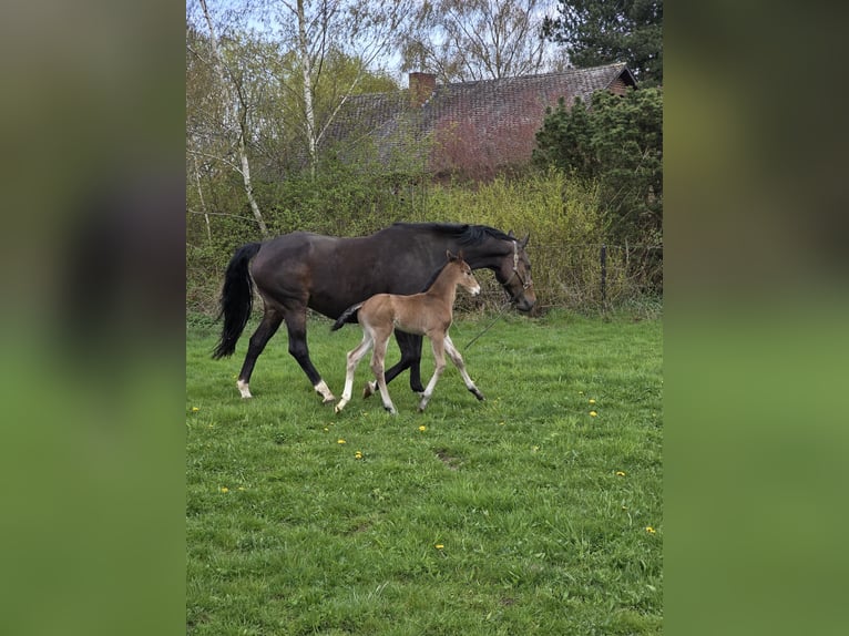BWP (cheval de sang belge) Étalon Poulain (03/2026) Bai in Grez-Doiceau