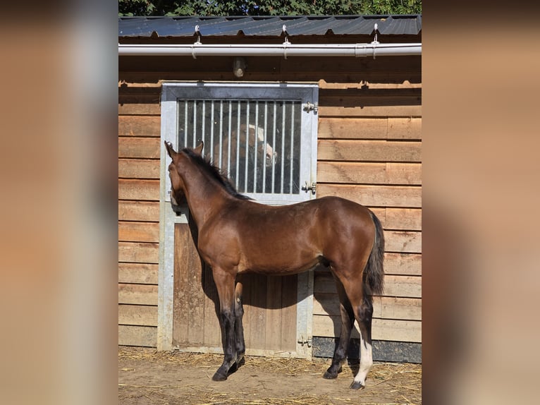 BWP (cheval de sang belge) Étalon Poulain (03/2026) Bai in Grez-Doiceau