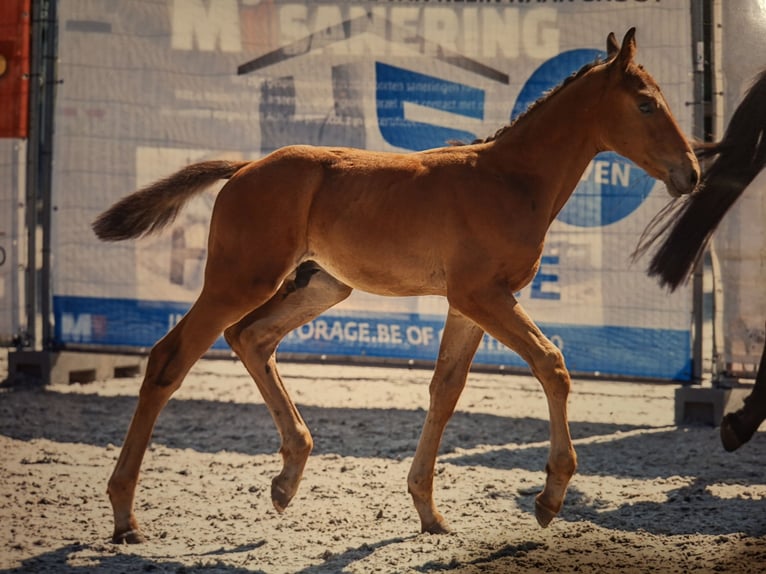 BWP (cheval de sang belge) Étalon Poulain (05/2026) Bai in Geel