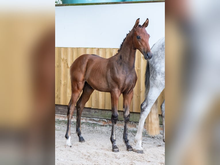 BWP (cheval de sang belge) Étalon  Bai in GROTE-BROGEL