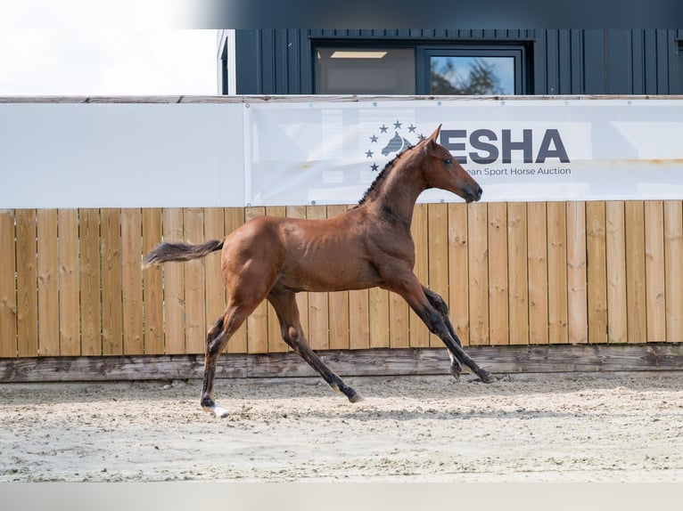 BWP (cheval de sang belge) Étalon  Bai in GROTE-BROGEL