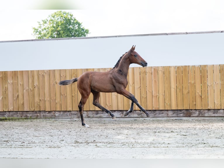 BWP (cheval de sang belge) Étalon  Bai in GROTE-BROGEL
