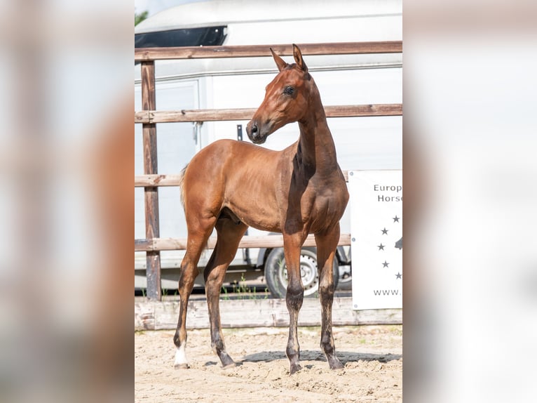 BWP (cheval de sang belge) Étalon  Bai in GROTE-BROGEL