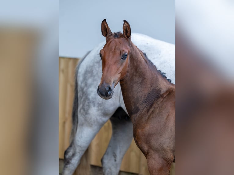 BWP (cheval de sang belge) Étalon  Bai in GROTE-BROGEL