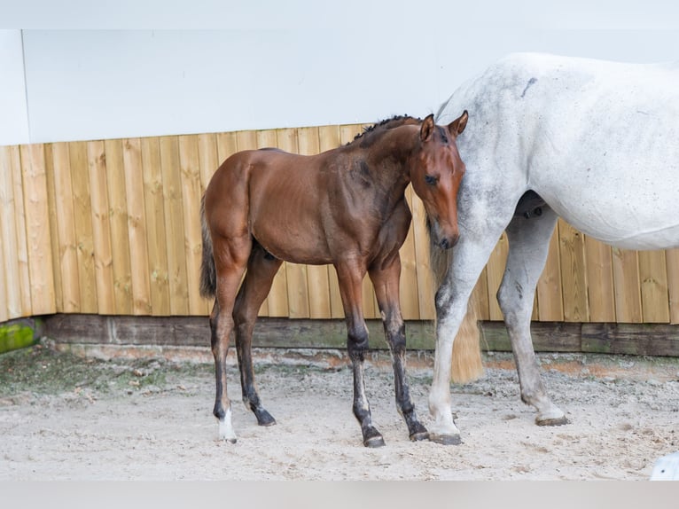 BWP (cheval de sang belge) Étalon  Bai in GROTE-BROGEL