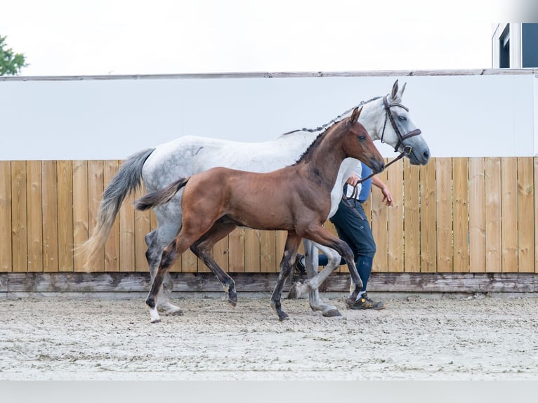 BWP (cheval de sang belge) Étalon  Bai in GROTE-BROGEL