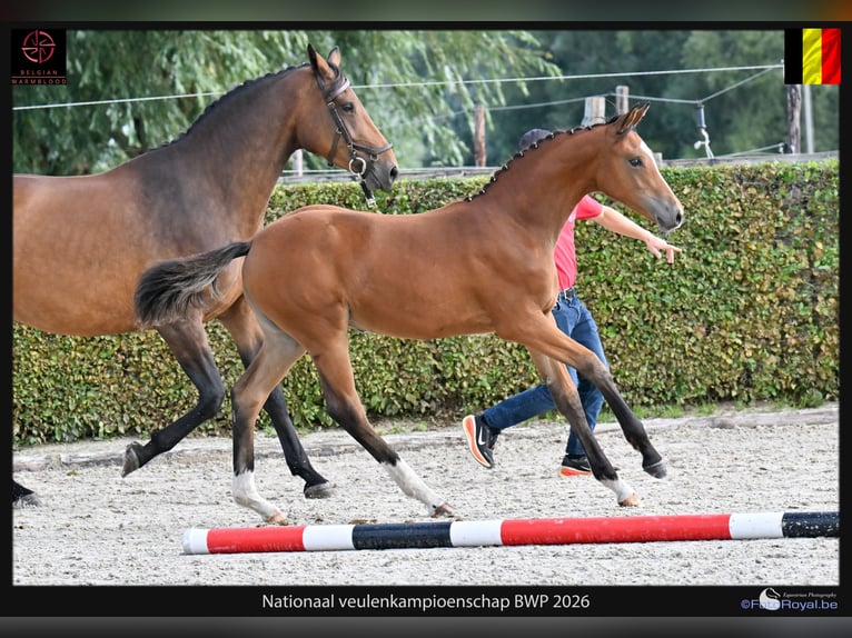 BWP (cheval de sang belge) Étalon Poulain (04/2026) Bai in Lokeren