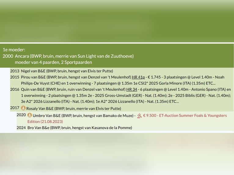 BWP (cheval de sang belge) Étalon Poulain (04/2026) Bai in Lokeren