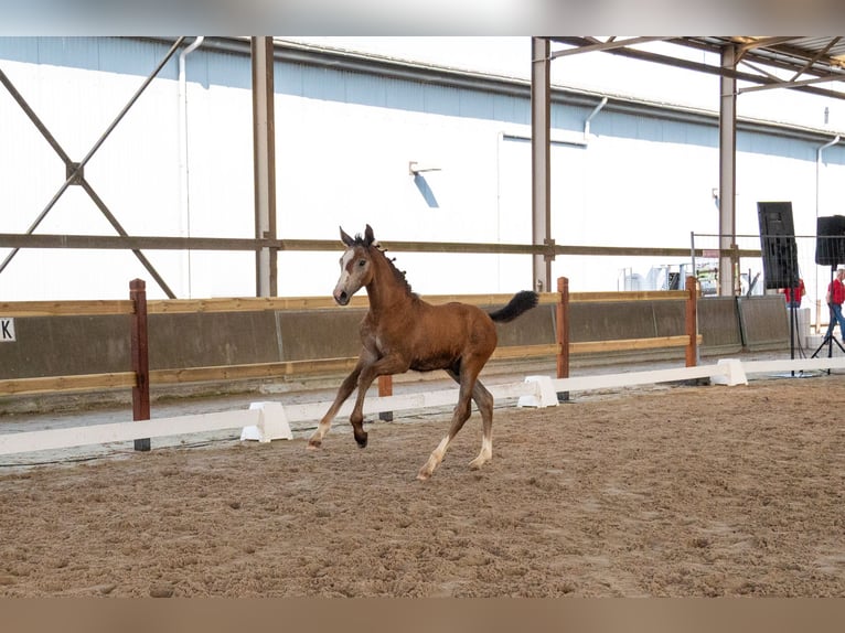 BWP (cheval de sang belge) Étalon Poulain (04/2026)  in GROTE-BROGEL