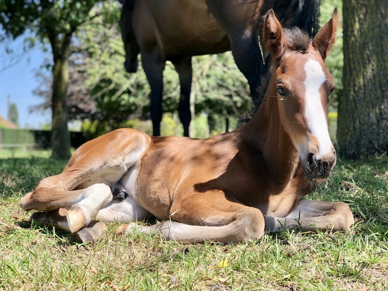 BWP (cheval de sang belge) Étalon Poulain (04/2026)  in GROTE-BROGEL