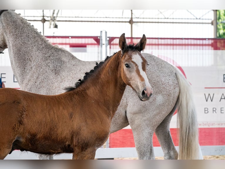 BWP (cheval de sang belge) Étalon Poulain (04/2026)  in GROTE-BROGEL