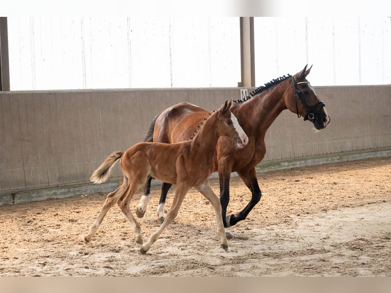 BWP (cheval de sang belge) Étalon Poulain (05/2026)  in GROTE-BROGEL