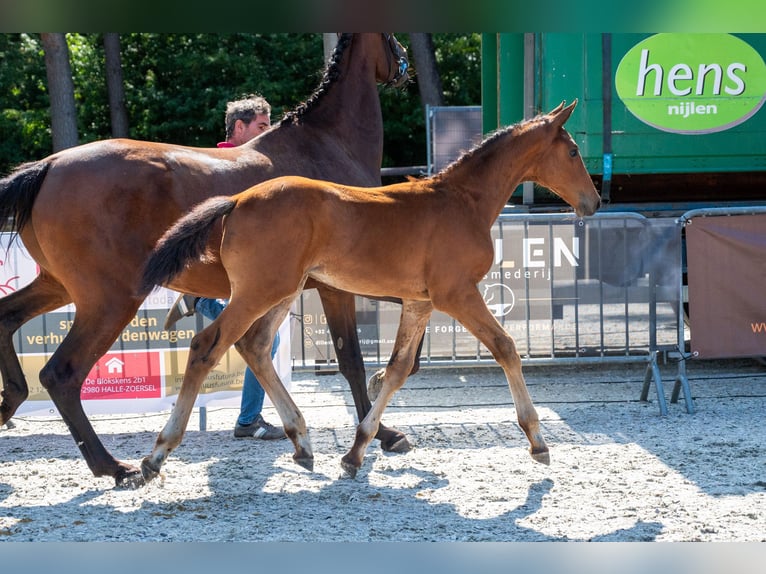 BWP (cheval de sang belge) Étalon Poulain (05/2026)  in Kaulille