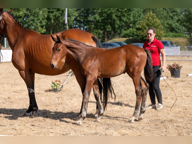 BWP (cheval de sang belge) Étalon Poulain (04/2026)  in Kaulille
