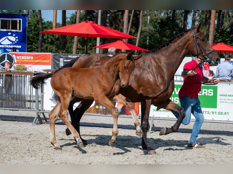 BWP (cheval de sang belge) Étalon Poulain (05/2026)  in Kaulille