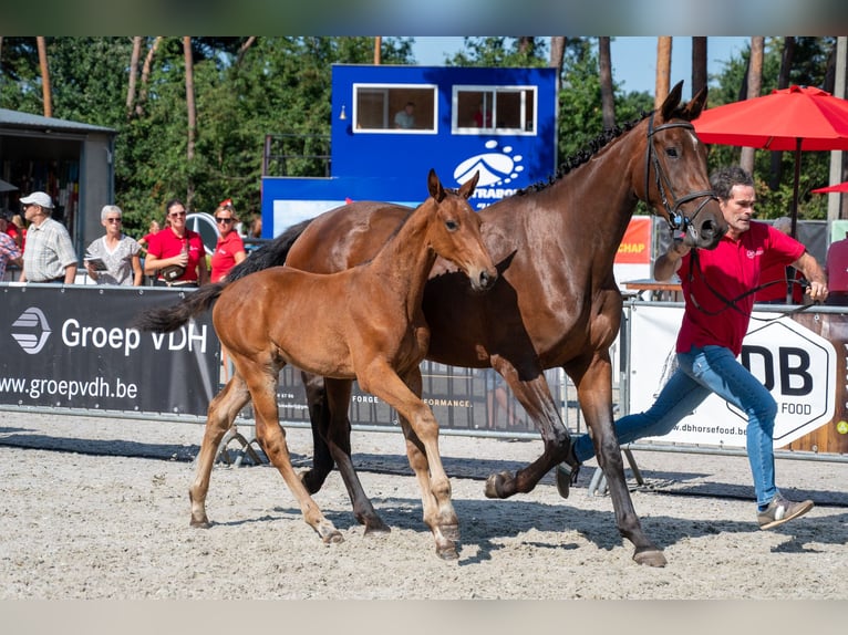 BWP (cheval de sang belge) Étalon Poulain (05/2026)  in Kaulille