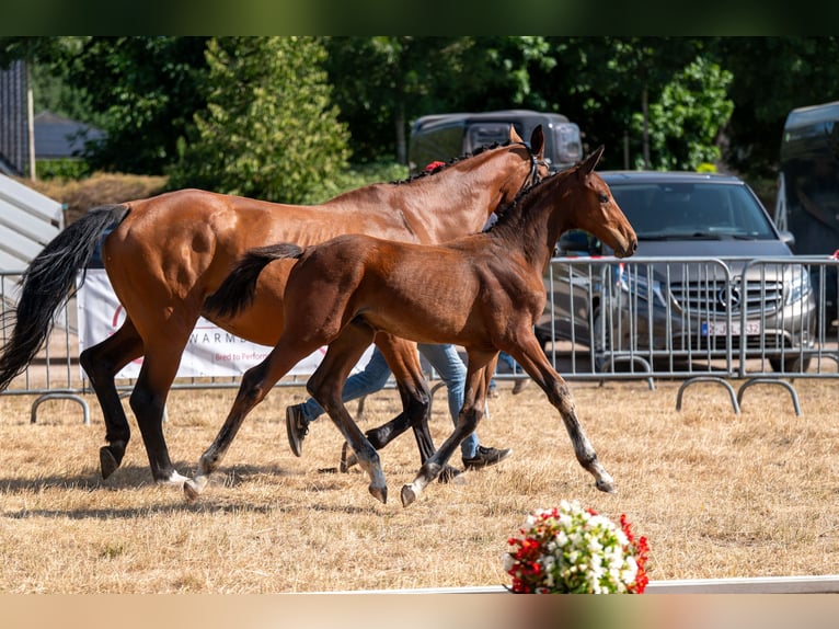 BWP (cheval de sang belge) Étalon Poulain (04/2026)  in Kaulille