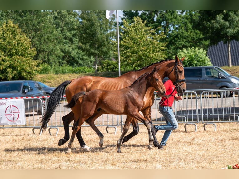 BWP (cheval de sang belge) Étalon Poulain (04/2026)  in Kaulille