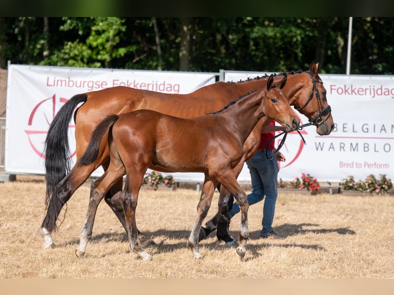 BWP (cheval de sang belge) Étalon Poulain (04/2026)  in Kaulille
