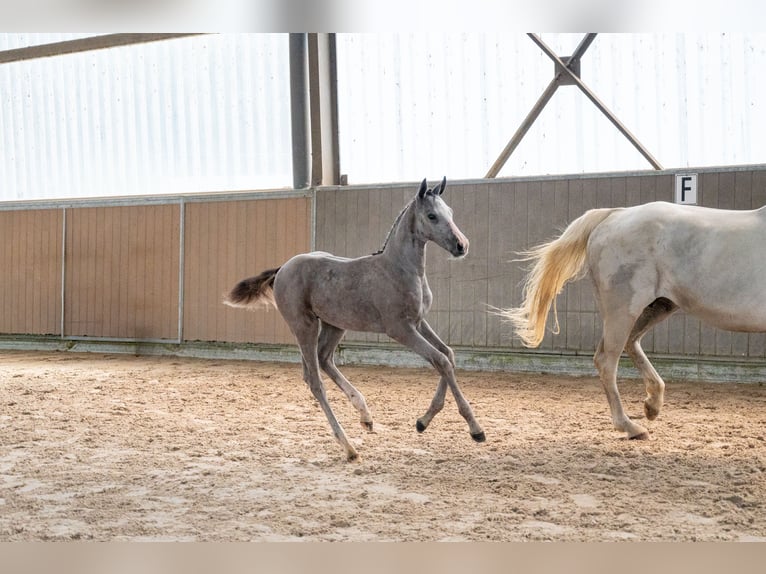 BWP (cheval de sang belge) Étalon Poulain (04/2026) Gris in Kaulille