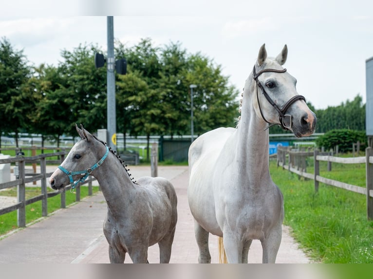 BWP (cheval de sang belge) Étalon Poulain (04/2026) Gris in Kaulille