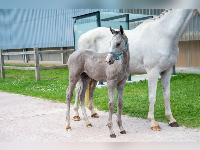 BWP (cheval de sang belge) Étalon Poulain (04/2026) Gris in Kaulille