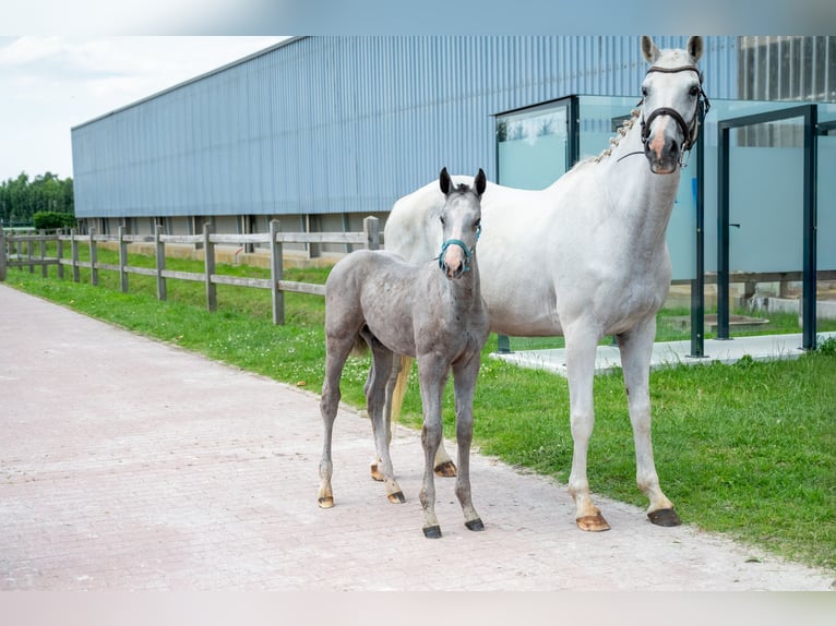 BWP (cheval de sang belge) Étalon Poulain (04/2026) Gris in Kaulille
