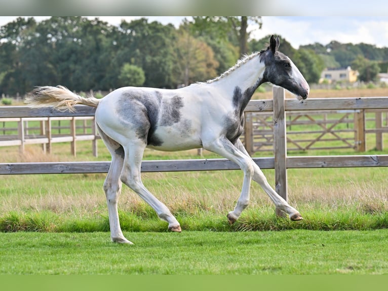 BWP (cheval de sang belge) Étalon Poulain (04/2026) Overo-toutes couleurs in Izegem