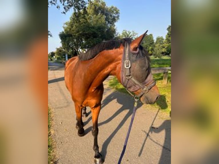 BWP (cheval de sang belge) Hongre 10 Ans 163 cm Bai in Rotterdam