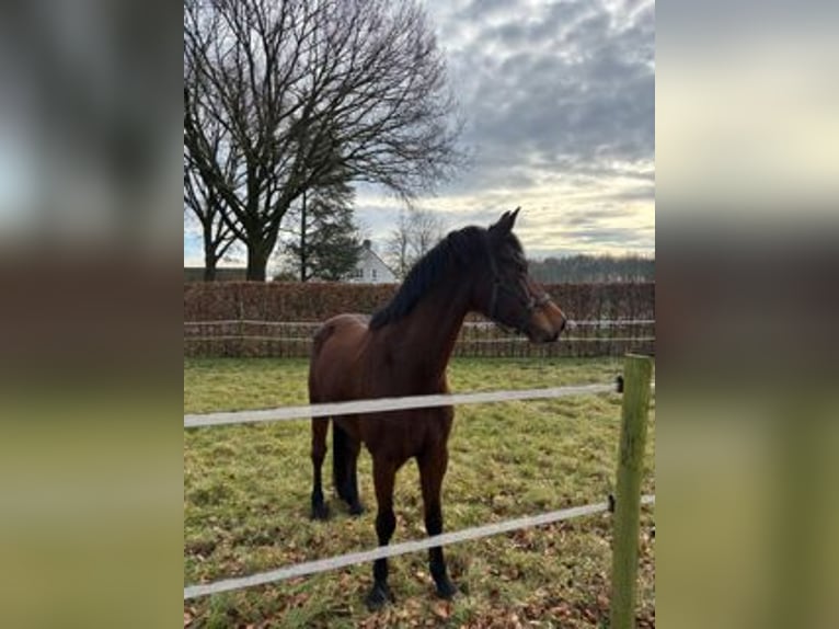 BWP (cheval de sang belge) Hongre 10 Ans 163 cm Bai in Rotterdam