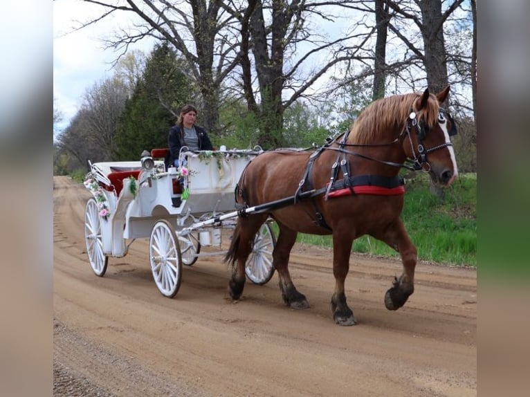BWP (cheval de sang belge) Hongre 10 Ans 173 cm Alezan brûlé in Howell