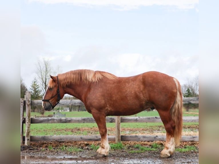 BWP (cheval de sang belge) Hongre 10 Ans 173 cm Alezan brûlé in Howell