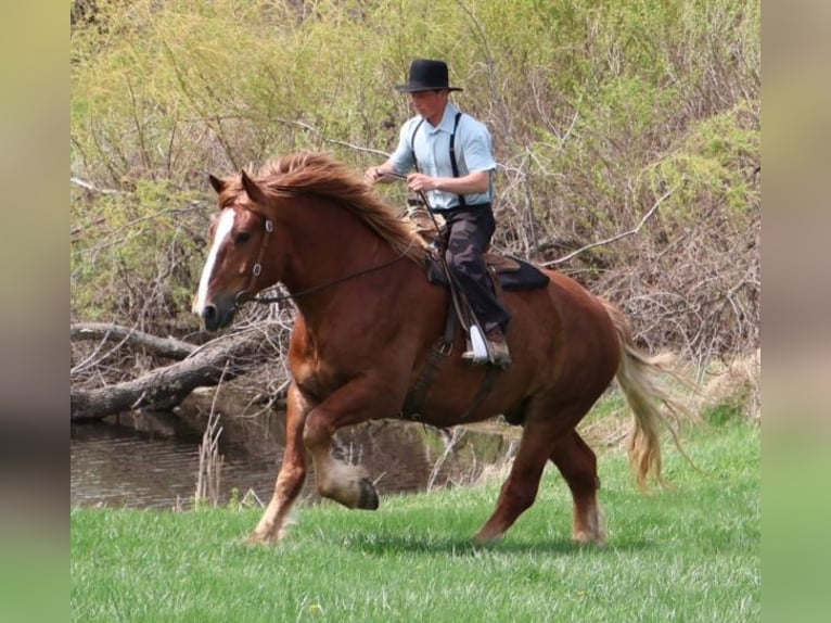 BWP (cheval de sang belge) Hongre 10 Ans 173 cm Alezan brûlé in Howell
