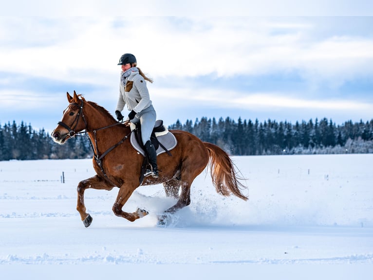 BWP (cheval de sang belge) Hongre 10 Ans 174 cm Alezan in Bad Wurzach