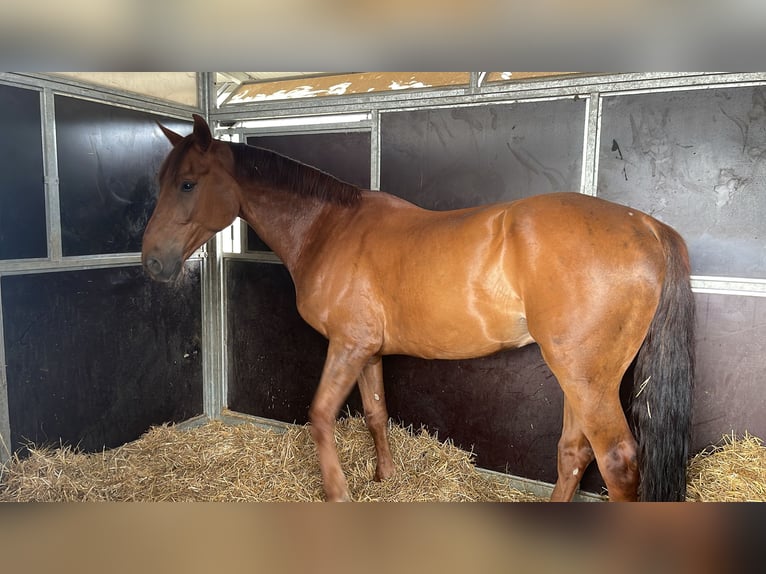 BWP (cheval de sang belge) Hongre 10 Ans 178 cm Alezan in Spoleto