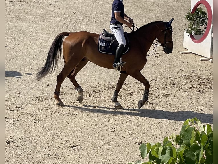 BWP (cheval de sang belge) Hongre 10 Ans 178 cm Alezan in Spoleto