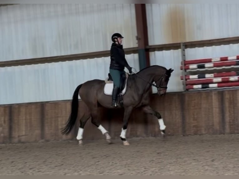 BWP (cheval de sang belge) Hongre 10 Ans 180 cm Bai in Oud Gastel