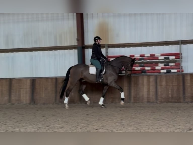 BWP (cheval de sang belge) Hongre 10 Ans 180 cm Bai in Oud Gastel