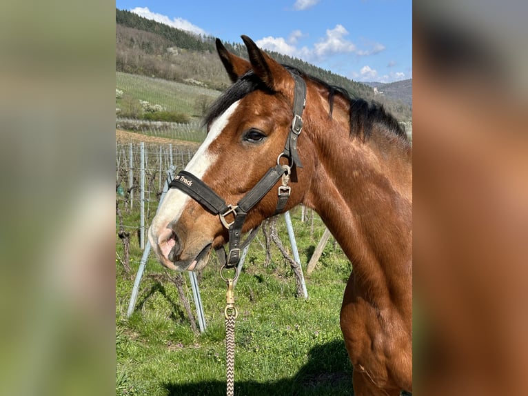 BWP (cheval de sang belge) Hongre 11 Ans 160 cm Bai in selestat