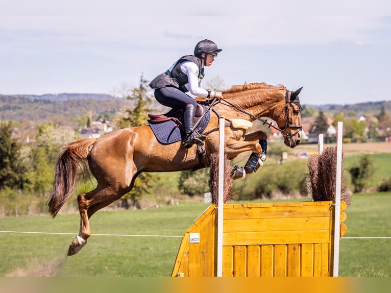 BWP (cheval de sang belge) Hongre 11 Ans 164 cm Alezan in Warendorf