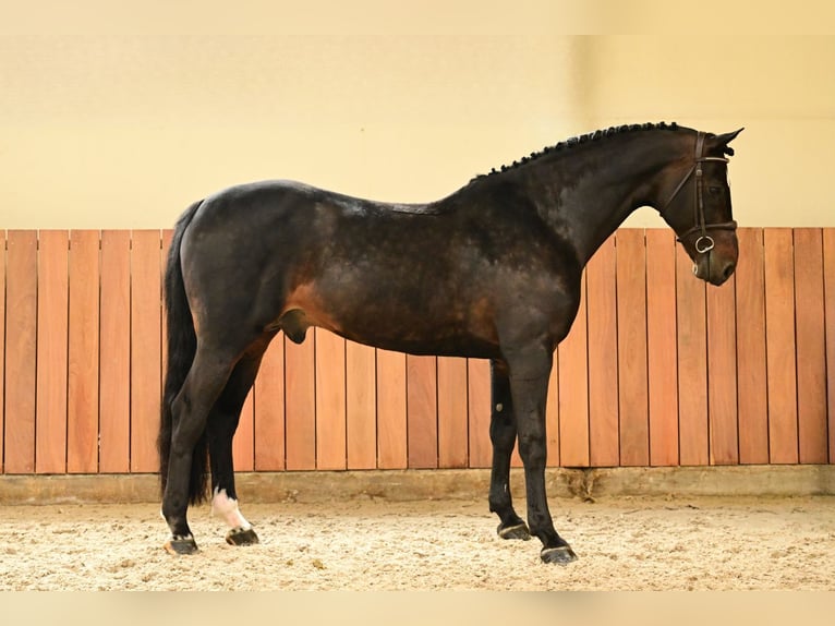 BWP (cheval de sang belge) Hongre 11 Ans 168 cm Bai brun foncé in Bladel
