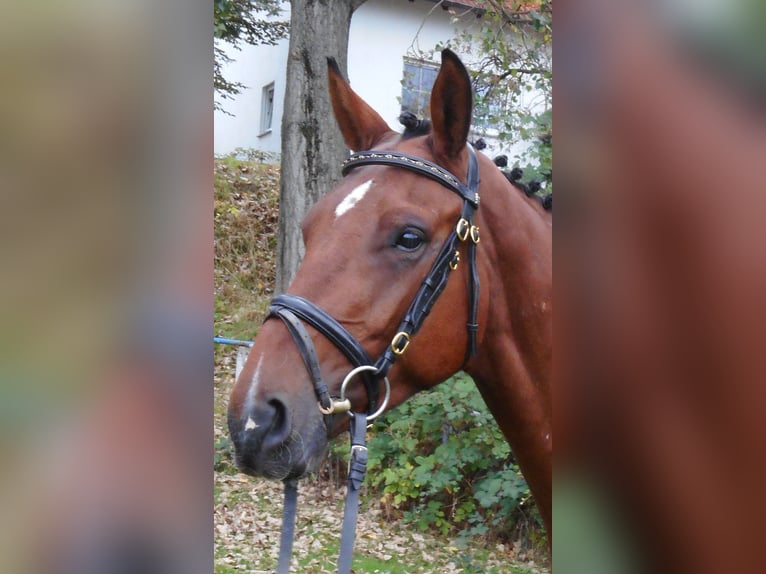 BWP (cheval de sang belge) Hongre 11 Ans 168 cm Bai in S&#xFC;dharz