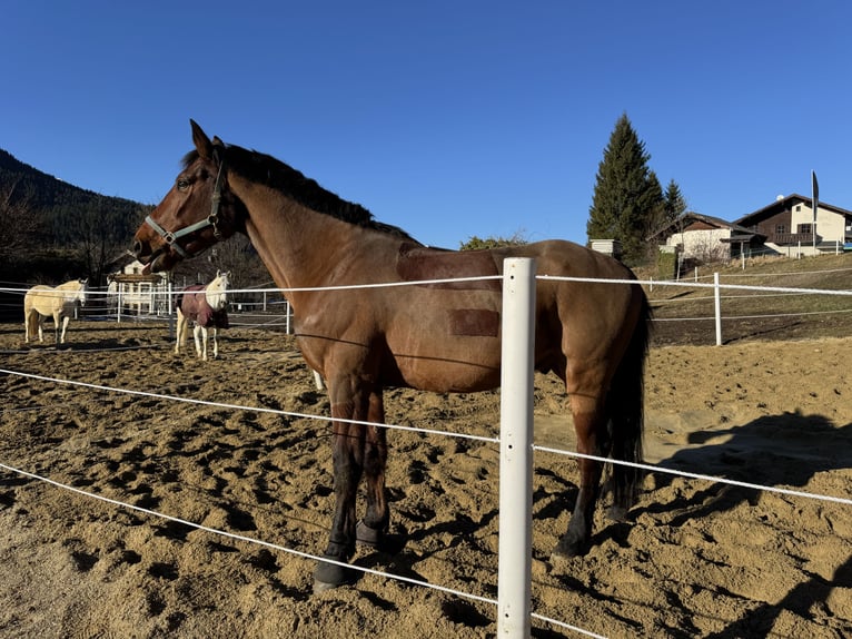 BWP (cheval de sang belge) Hongre 11 Ans 170 cm Bai in Achenkirch