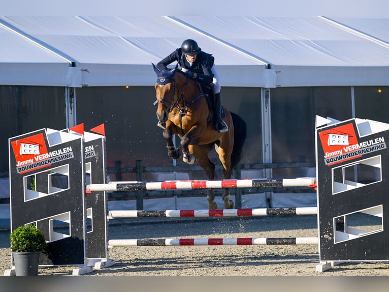 BWP (cheval de sang belge) Hongre 11 Ans 170 cm Bai in Stekene