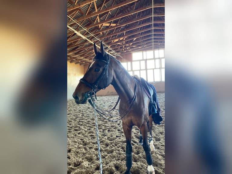 BWP (cheval de sang belge) Hongre 11 Ans 186 cm Bai in Schiedlberg